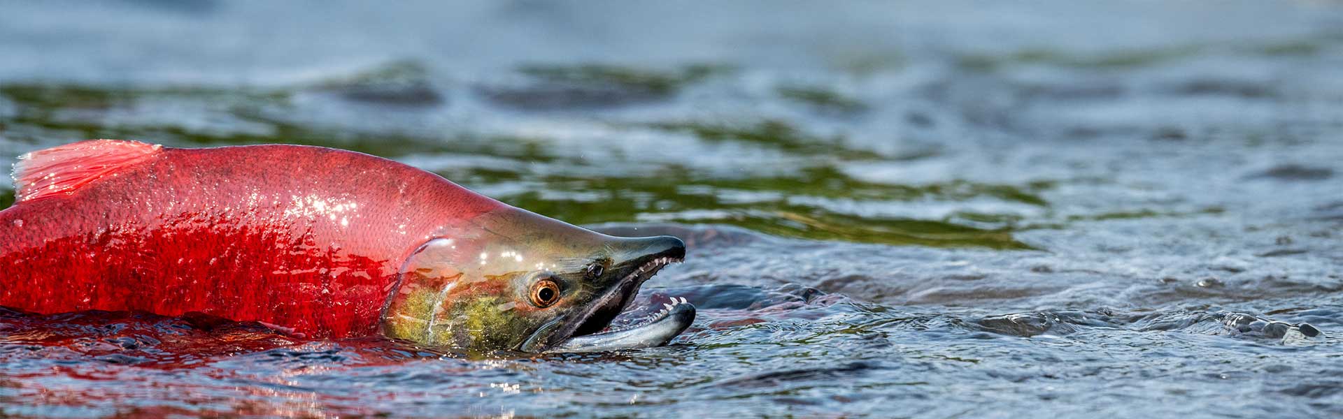 Stryker Kokanee Rods