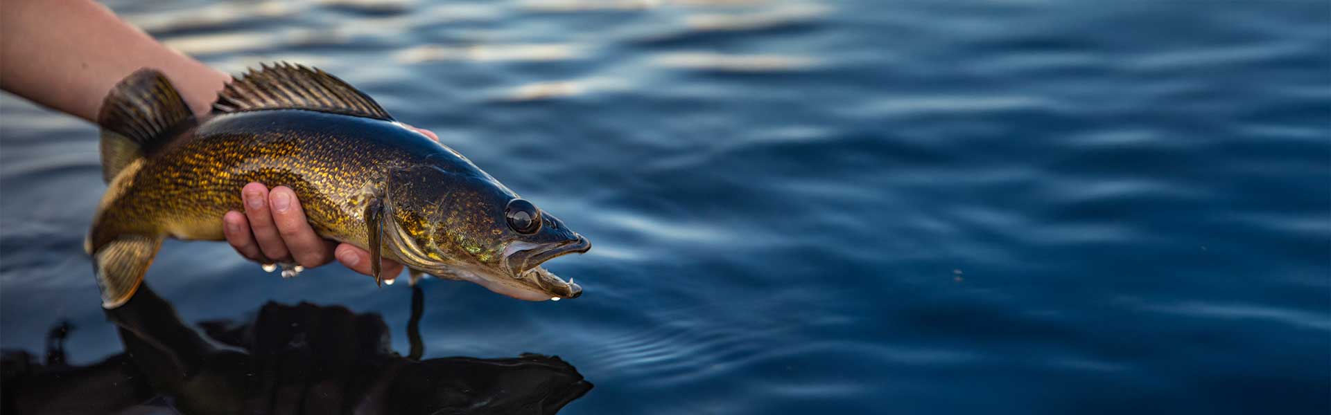 Edge Rods Walleye Series